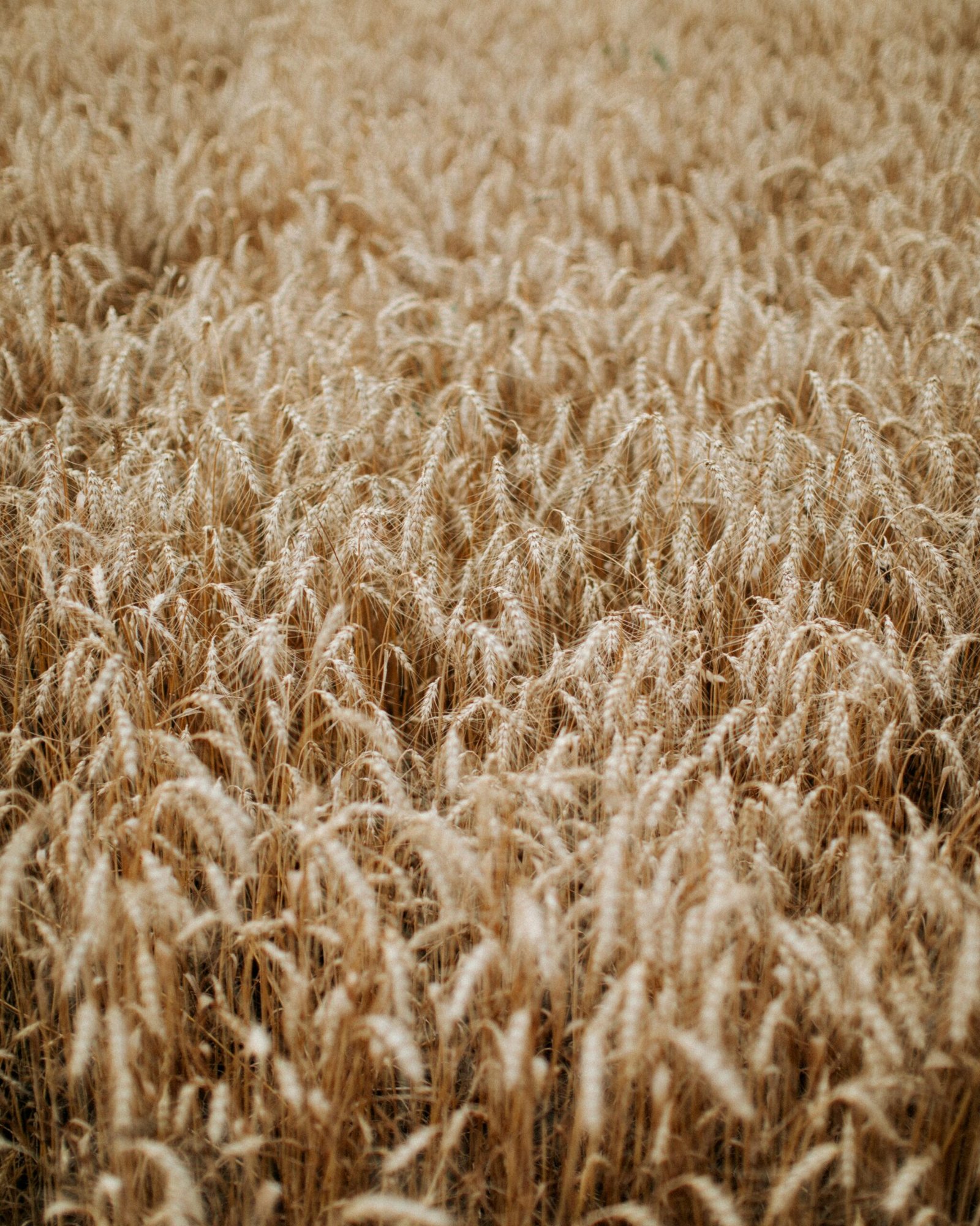 A close-up view of a ripe wheat field, showcasing golden spikes under natural daylight.